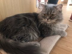 -猫和宫(六道口店)