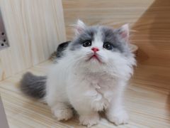 -70cat德文卷毛猫·缅因猫纯种猫舍