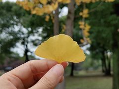 -苏州上方山国家森林公园