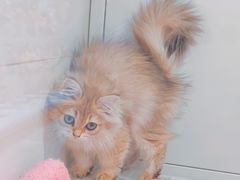 -1013 PET SHOP 宠物商店(近铁城市广场店)