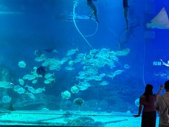 -烟台海昌鲸鲨海洋公园