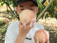 -老袁家蜜桃农场·阳山水蜜桃