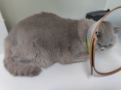 -瑞鹏宠物医院·骨科·猫科·内科(第一中心)