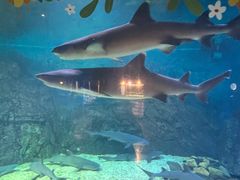 -烟台海昌鲸鲨海洋公园