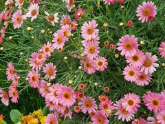 -森居forest休闲咖啡聚集地