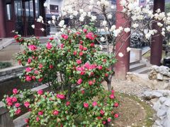 -苏州吴宫泛太平洋酒店