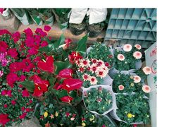 -循礼门鲜花花市(武汉循礼门店)