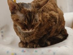 -有喵·猫咖·狗咖·30几只猫10只小狗(岗厦店)