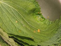 -炽城·烤肉名家(鸿达中央广场店)