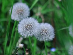 -贡湖湾湿地公园