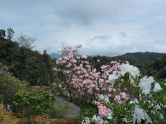 -广州市石门国家森林公园
