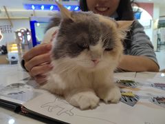 -喵园·猫主题咖啡厅·撸猫·猫咖(国贸店)