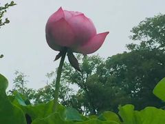 -荷塘月色湿地公园·向阳花洲