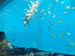 -瑞德姆美人鱼海底演艺主题餐厅(亚龙湾店)