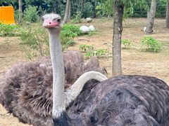 -大连森林动物园