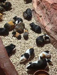 -Zoolung Zoolung动物主题公园(海信广场店)