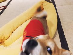 -逗柴咖啡屋·狗咖猫咖宠物桌游
