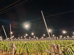 -硇洲岛旅游区