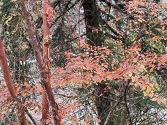 -叠溪松坪沟景区