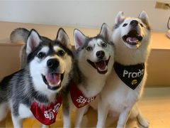 -Husky Go! 哈士奇体验馆·宠物咖啡厅狗咖