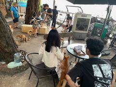 -柴犬高等学院·狗咖·柴犬售卖·宠物训练