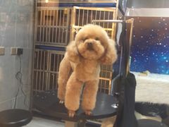 -悠尼宠物·独立低压伊珊娜洗护·美容·寄养(兰谷路店)