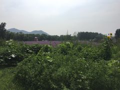 -北京东方普罗旺斯薰衣草庄园