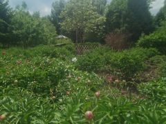 -黑龙江省森林植物园