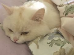 -房东的猫宠物生活馆