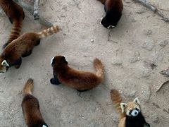 -西霞口神雕山野生动物世界