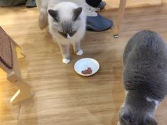 -滚猫咖啡·猫咖·猫友好撸猫(未来城店)