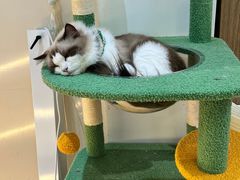 -COLOR PETS 撸猫馆·购猫·猫咖(长风大悦城店)