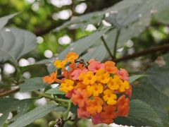 -海南热带野生动植物园