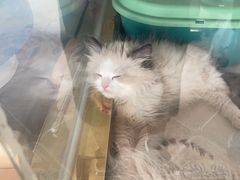-糯米喵星人总部直营旗舰店·猫舍·幼猫出售