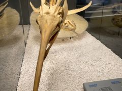 -贝林大翅鲸简餐厅(国家海洋博物馆店)