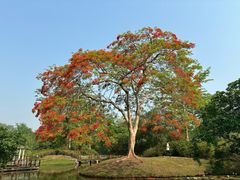-中国科学院西双版纳热带植物园