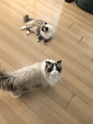 -Sugar苏格婚礼策划工作室