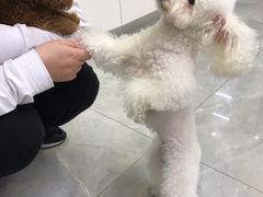 -柚子宠物(伊珊娜调理店)