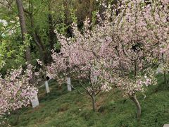 -幕燕滨江·燕子矶公园