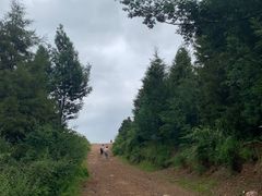 -长虫山生态公园风景林