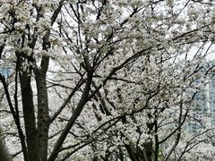 -西北湖绿化广场