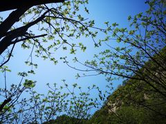 -大岭沟猕猴桃谷风景区