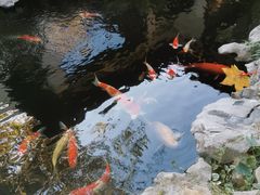 -鲤院·新中式美学·庭院餐厅(夫子庙店)
