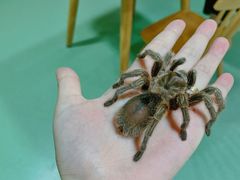 -藦茜花园宠物主题亲子互动体验馆(国顺东路店)