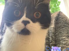 -藏猫猫咖啡主题馆(中央大道店)