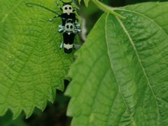 -红土地(地铁站)