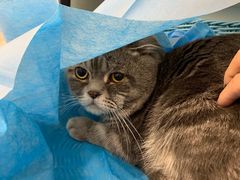 -纳吉亚猫专科动物医院·北北分院