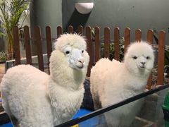 -上海大自然野生昆虫馆(东方明珠·爬宠昆虫探索中心)