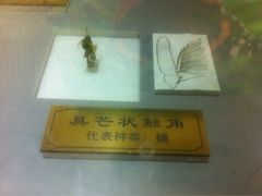 iphone_upload_pic-上海昆虫博物馆