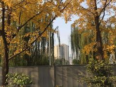 -339旋转餐厅(天府熊猫塔店)